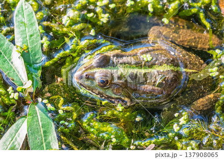A large green frog sits in the marsh. 137908065