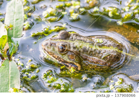 A large green frog sits in the marsh. 137908066