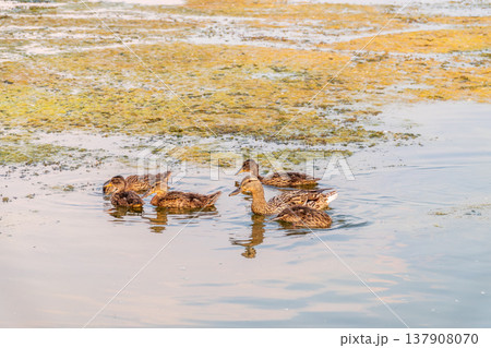 A family of ducks, a duck and its little ducklings are swimming in the water. The duck takes care of its newborn ducklings. Mallard, lat. Anas platyrhynchos 137908070