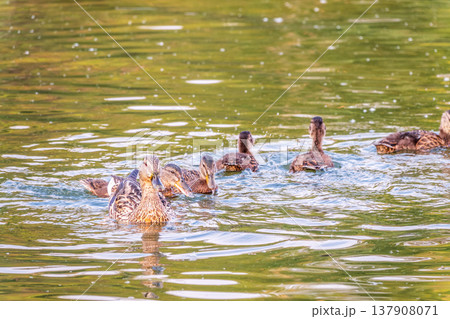 A family of ducks, a duck and its little ducklings are swimming in the water. The duck takes care of its newborn ducklings. Mallard, lat. Anas platyrhynchos 137908071