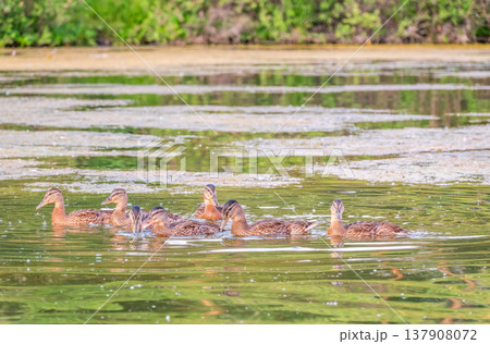A family of ducks, a duck and its little ducklings are swimming in the water. The duck takes care of its newborn ducklings. Mallard, lat. Anas platyrhynchos 137908072