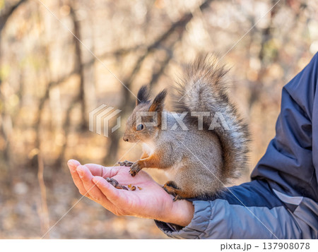 A squirrel in the spring or autumn eats nuts from a human hand. Eurasian red squirrel, Sciurus vulgaris A squirrel in the spring or autumn eats nuts from a human hand. Eurasian red squirrel, Sciurus vulgaris 137908078