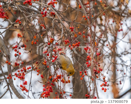 Pine Grosbeak Female Eating Red Berries in Winter Pine Grosbeak Female Eating Red Berries in Winter 137908079