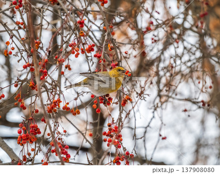 Pine Grosbeak Female Eating Red Berries in Winter 137908080