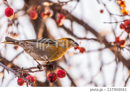 Pine Grosbeak Female Eating Red Berries in Winter Pine Grosbeak Female Eating Red Berries in Winter 137908081