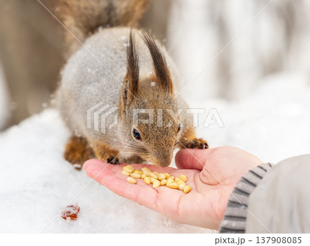 Squirrel eats nuts from a man's hand. Caring for animals in winter or autumn. Squirrel eats nuts from a man's hand. Caring for animals in winter or autumn. 137908085