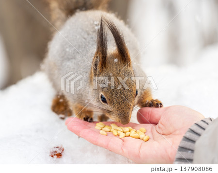 Squirrel eats nuts from a man's hand. Caring for animals in winter or autumn. 137908086