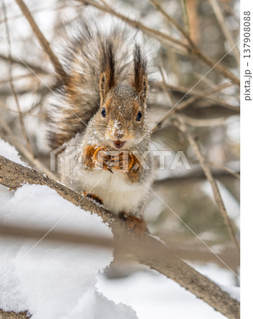 Portrait of a squirrel on a tree trunk 137908088