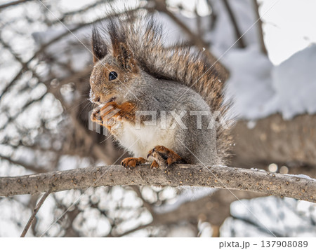 The squirrel with nut sits on tree in the winter or late autumn 137908089