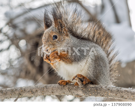 The squirrel with nut sits on tree in the winter or late autumn 137908090