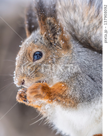 The squirrel with nut sits on tree in the winter or late autumn 137908092