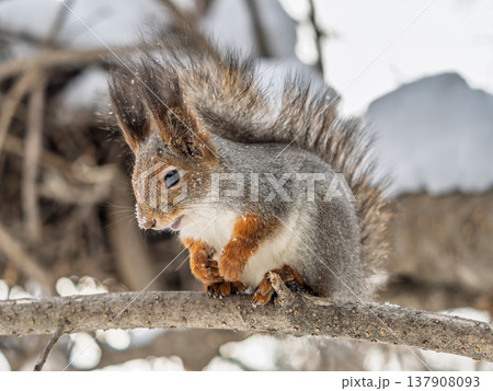 Portrait of a squirrel on a tree trunk Portrait of a squirrel on a tree trunk 137908093