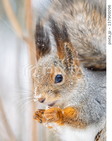 Portrait of a squirrel on a tree trunk 137908096