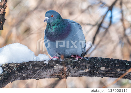 The fat pigeon sitting on a branch. 137908115