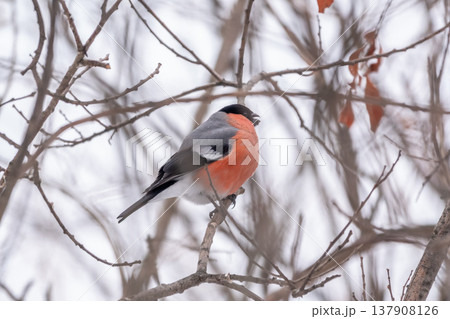 Bullfinch, pyrrhula pyrrhula, sitting on a branch without leaves in the autumn or winter. Bullfinch, pyrrhula pyrrhula, sitting on a branch without leaves in the autumn or winter. 137908126