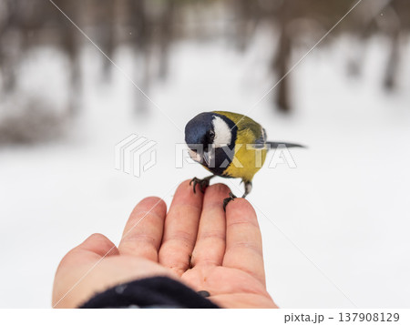 A tit sits on a man's hand and eats seeds. A tit sits on a man's hand and eats seeds. 137908129