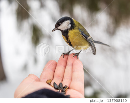 A tit sits on a man's hand and eats seeds. A tit sits on a man's hand and eats seeds. 137908130