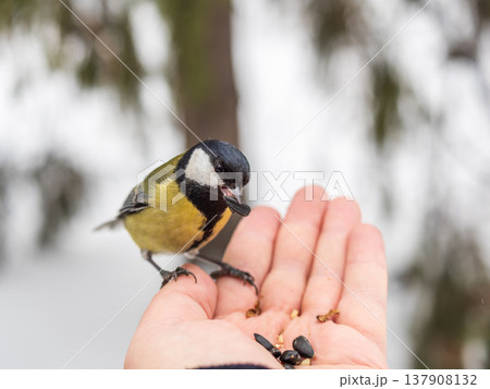 A tit sits on a man's hand and eats seeds. A tit sits on a man's hand and eats seeds. 137908132
