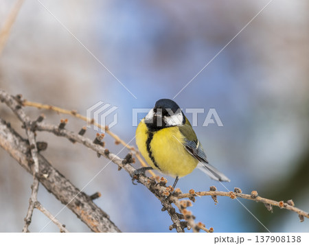 Cute bird Great tit, songbird sitting on a branch without leaves in the autumn or winter. 137908138
