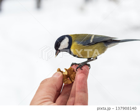 A tit sits on a man's hand and eats seeds. A tit sits on a man's hand and eats seeds. 137908140