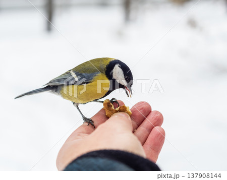 A tit sits on a man's hand and eats seeds. 137908144
