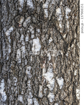 The texture of the birch bark. The texture of the birch bark. 137908151