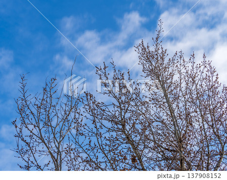 poplar branches, covered with buds against the blue sky 137908152