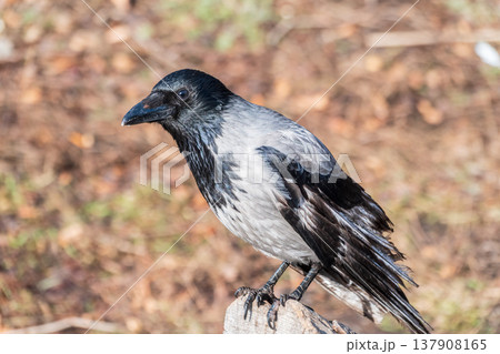 Hooded crow, corvus cornix, standing on the lawn in the spring or summer 137908165