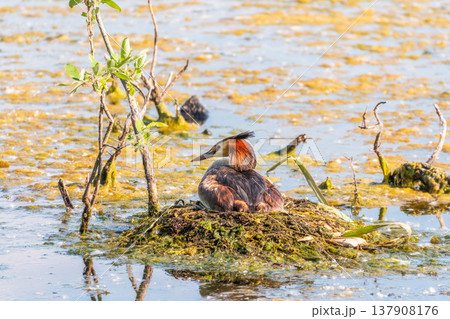 Great Crested Grebe, Podiceps cristatus, water bird sitting on the nest, nesting time on the green lake Great Crested Grebe, Podiceps cristatus, water bird sitting on the nest, nesting time on the green lake 137908176