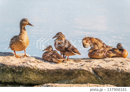Adult duck with many ducklings sits on green shore of pond Adult duck with many ducklings sits on green shore of pond 137908181
