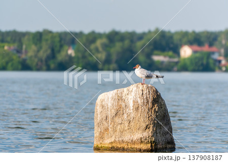 Black-headed gull, lat. Chroicocephalus ridibundus, sits on the river shore Black-headed gull, lat. Chroicocephalus ridibundus, sits on the river shore 137908187