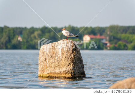 Black-headed gull, lat. Chroicocephalus ridibundus, sits on the river shore Black-headed gull, lat. Chroicocephalus ridibundus, sits on the river shore 137908189