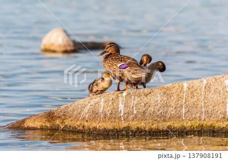 Adult duck with many ducklings sits on green shore of pond Adult duck with many ducklings sits on green shore of pond 137908191