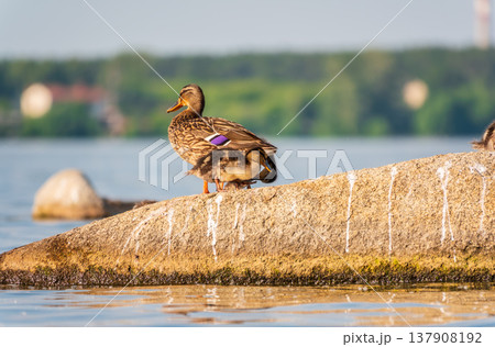 Adult duck with many ducklings sits on green shore of pond 137908192