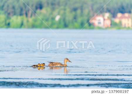 A family of ducks, a duck and its little ducklings are swimming in the water. The duck takes care of its newborn ducklings. Mallard, lat. Anas platyrhynchos A family of ducks, a duck and its little ducklings are swimming in the water. The duck takes care of its newborn ducklings. Mallard, lat. Anas platyrhynchos 137908197