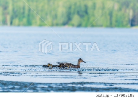 A family of ducks, a duck and its little ducklings are swimming in the water. The duck takes care of its newborn ducklings. Mallard, lat. Anas platyrhynchos A family of ducks, a duck and its little ducklings are swimming in the water. The duck takes care of its newborn ducklings. Mallard, lat. Anas platyrhynchos 137908198