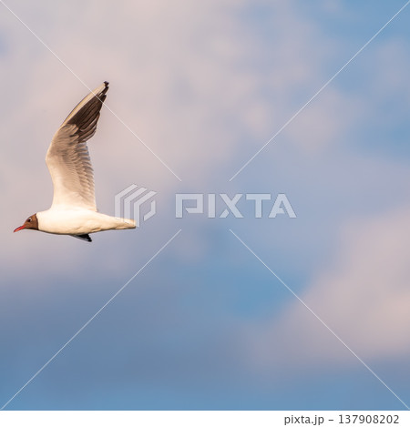 Beautiful Black Headed Gull, in elegant flight over blue water 137908202