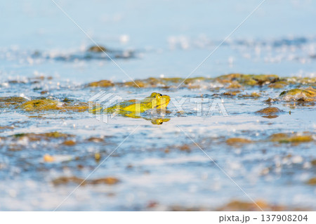 A large green frog sits in the marsh. A large green frog sits in the marsh. 137908204