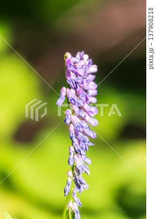 Purple blue flowers of the Tufted Bird vetch, Cow vetch (Vicia cracca) wildflower in green grass 137908218