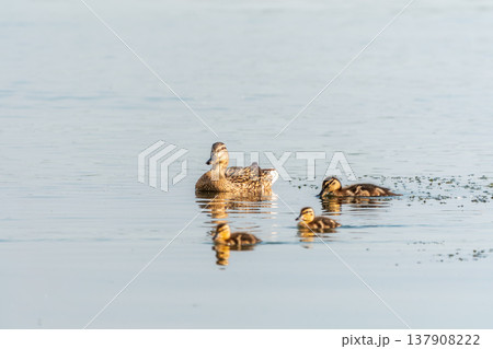 A family of ducks, a duck and its little ducklings are swimming in the water. The duck takes care of its newborn ducklings. Mallard, lat. Anas platyrhynchos 137908222