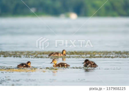 A family of ducks, a duck and its little ducklings are swimming in the water. The duck takes care of its newborn ducklings. Mallard, lat. Anas platyrhynchos A family of ducks, a duck and its little ducklings are swimming in the water. The duck takes care of its newborn ducklings. Mallard, lat. Anas platyrhynchos 137908225