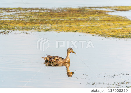 Mallard female Duck swims in the pond. Mallard female Duck swims in the pond. 137908239