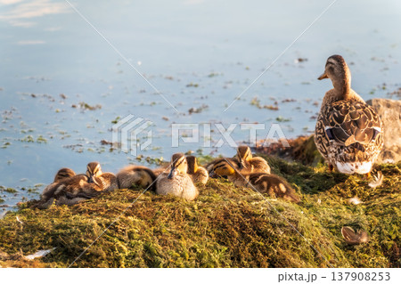 Adult duck with many ducklings sits on green shore of pond Adult duck with many ducklings sits on green shore of pond 137908253