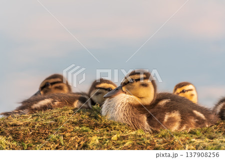 Cute little ducklings sits on a lake coast 137908256