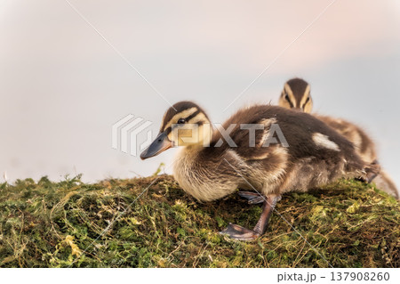 Cute little ducklings sits on a lake coast Cute little ducklings sits on a lake coast 137908260