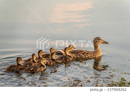 A family of ducks, a duck and its little ducklings are swimming in the water. The duck takes care of its newborn ducklings. Mallard, lat. Anas platyrhynchos 137908262