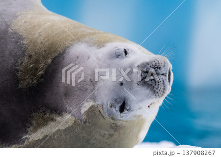Crabeater Seal resting on a sheet of ice 137908267