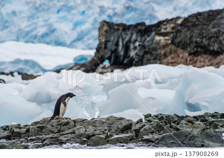 Impression of the Adelie Penguin Colony at the fish islands 137908269