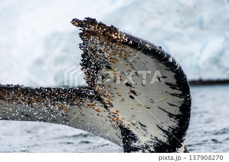 Tail of a humpback whale in the Antarctic Tail of a humpback whale in the Antarctic 137908270