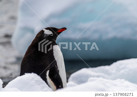 Close-up of a Gentoo Penguin on Trinity Island. Close-up of a Gentoo Penguin on Trinity Island. 137908271